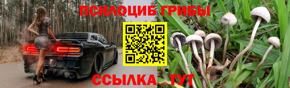 Галлюциногенные грибы Psilocybe Волхов